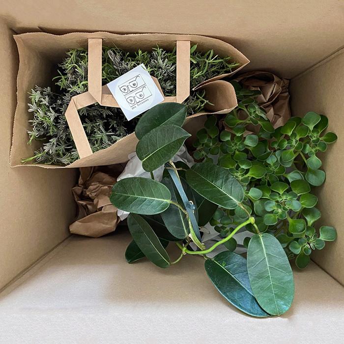 Jingle box - супер подарок: большая коробка, наполненная растениями!