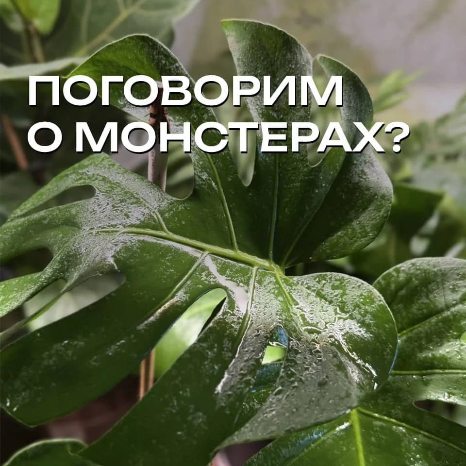Монстера Делициоза: секреты идеального ухода