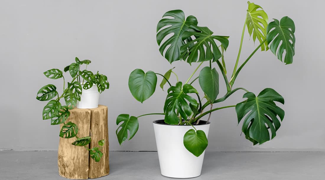 Монстера Делициоза: секреты идеального ухода