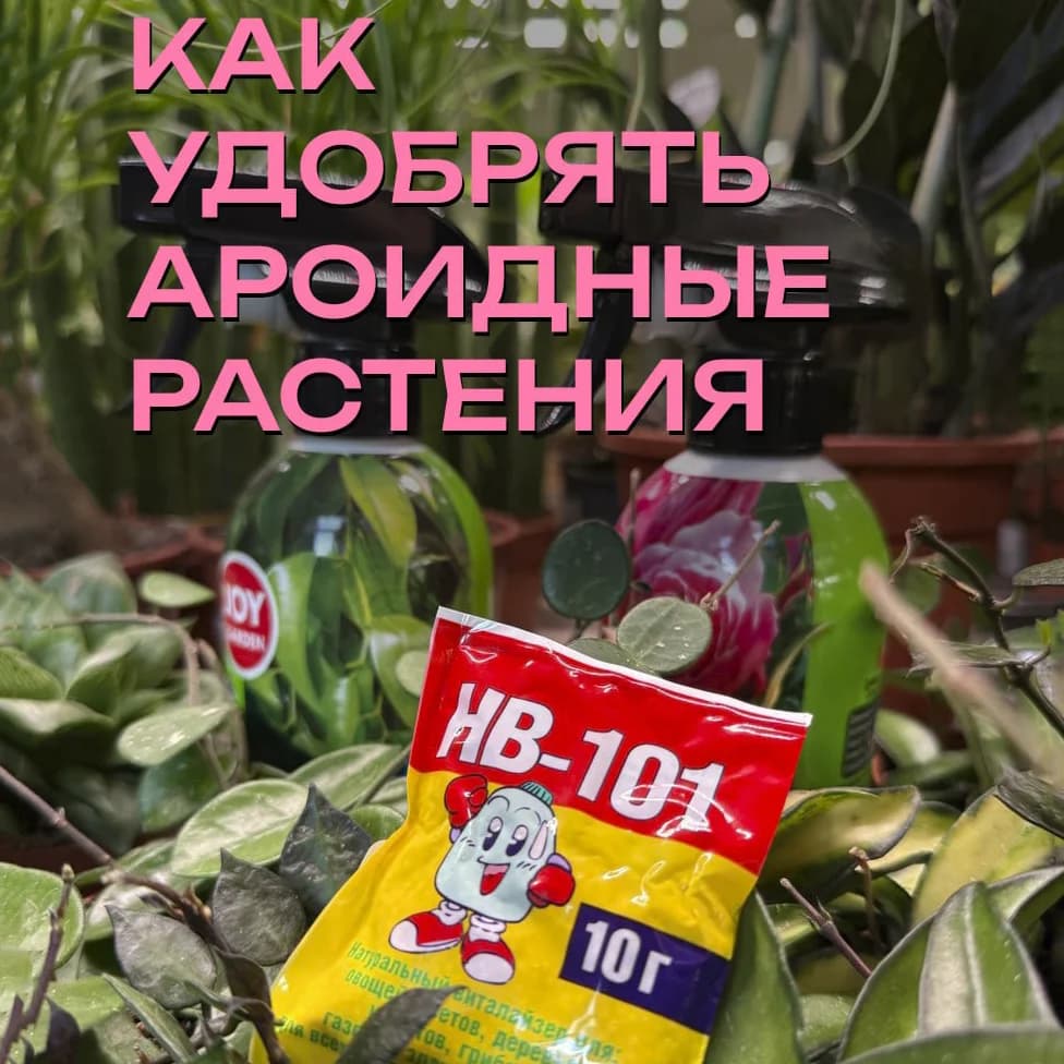 Удобрение ароидных растений