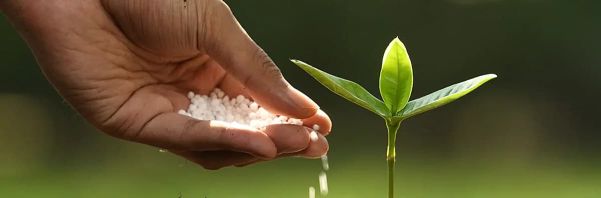 Как удобрять ароидные растения