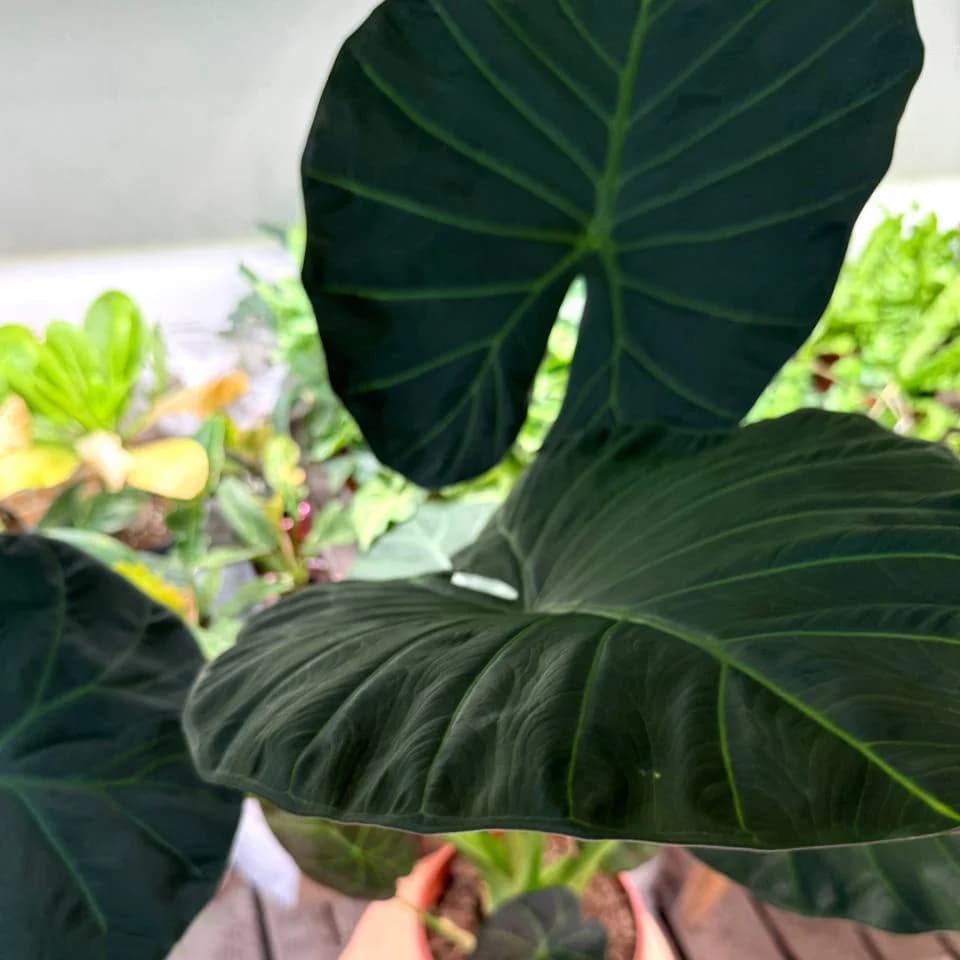 Как правильно выбрать грунт для пересадки алоказий