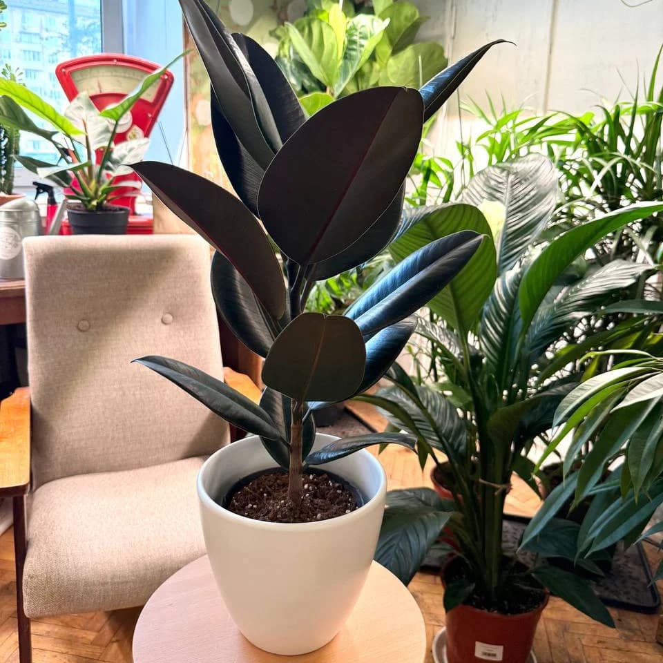 Фикус Эластика: советы по уходу