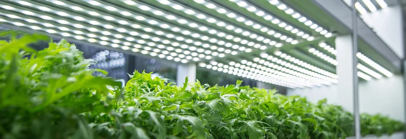 Досветка для растений