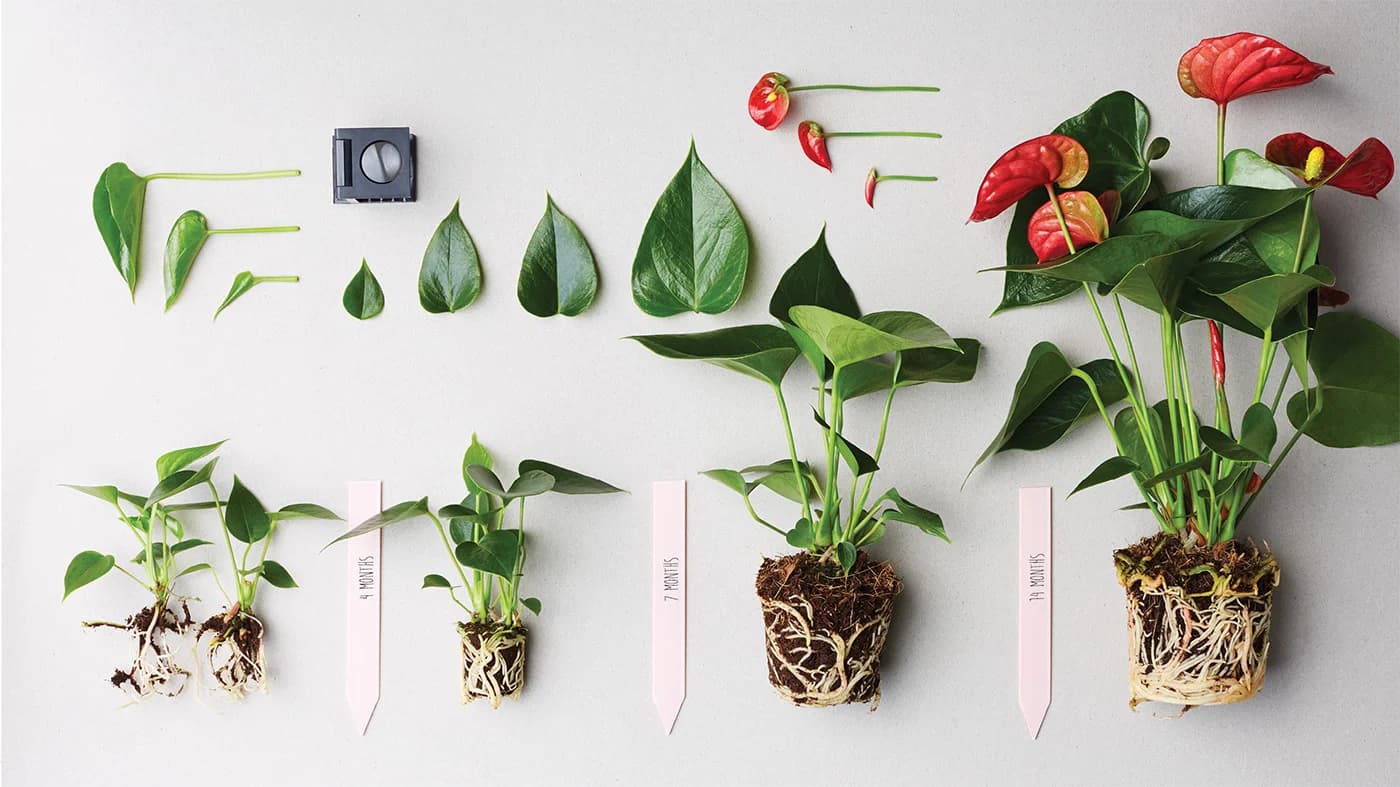 Цветущие антуриумы