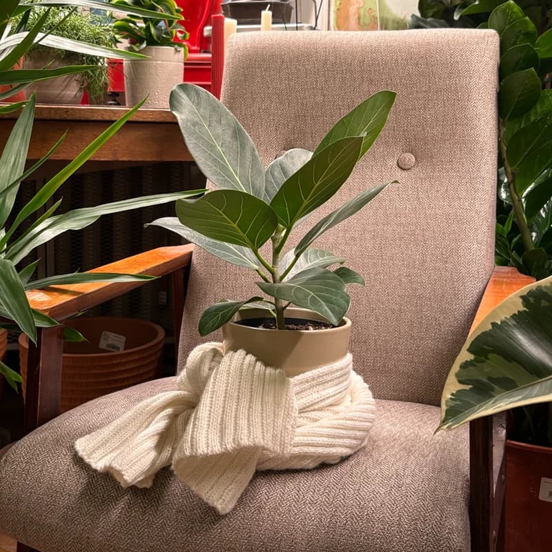 Как подготовить растения к зиме