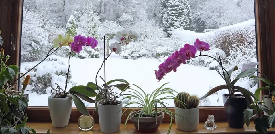 Цветущие антуриумы