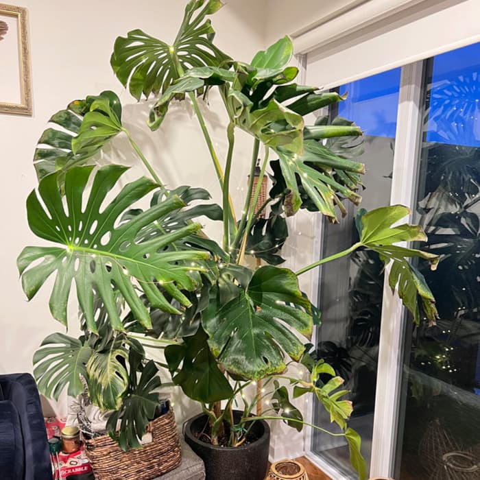 Обморожение у растений: как избежать и что делать, если это случилось