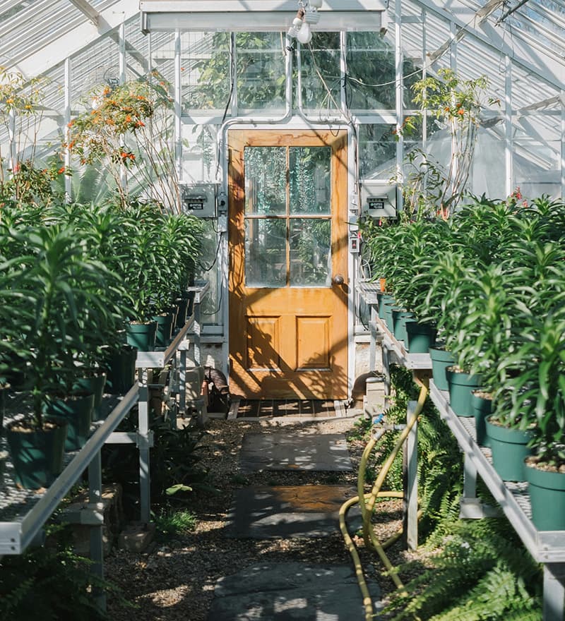 Растения под заказ