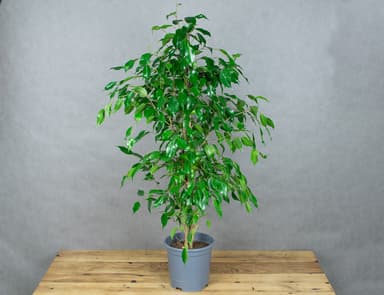 Фикус Бенджамина экзотика