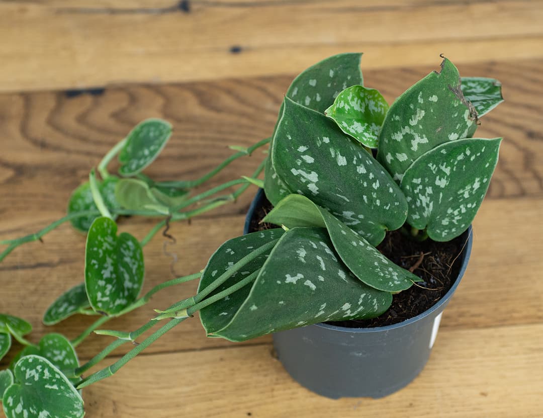 Два Ботаника | Ампельные домашние растения