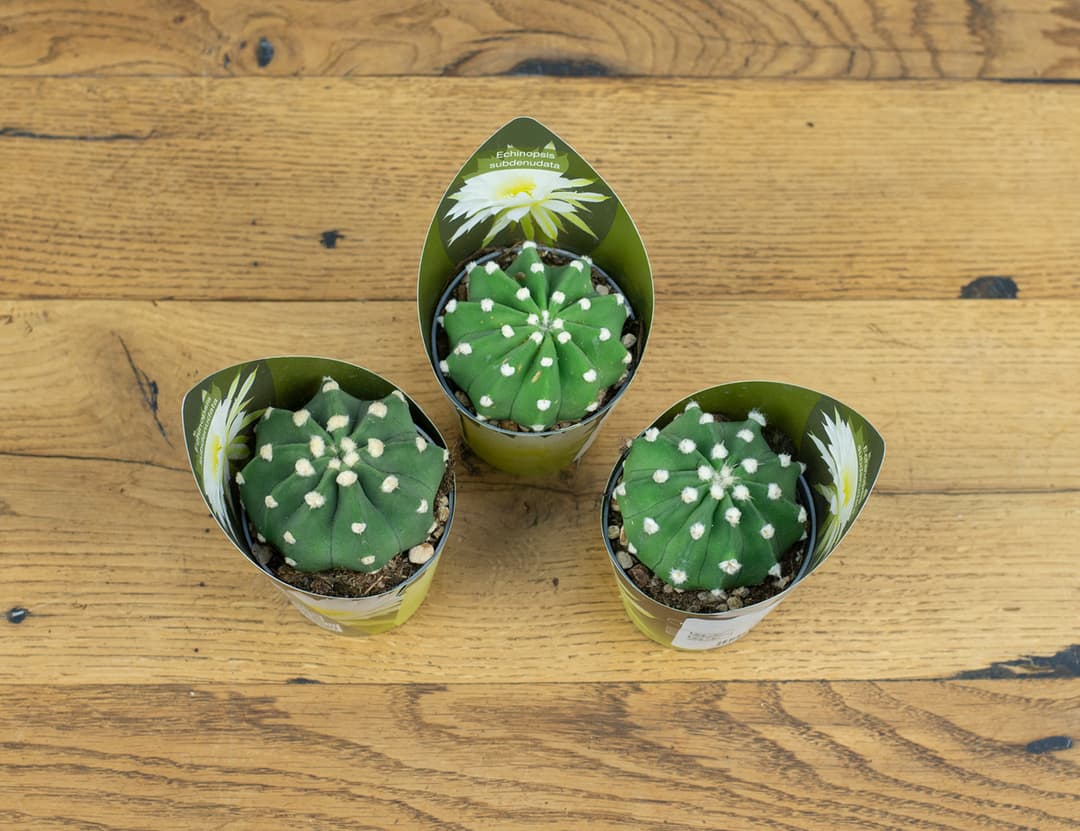 Два Ботаника | Суккуленты и кактусы