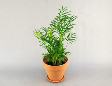 Хамедорея элеганс 55 см