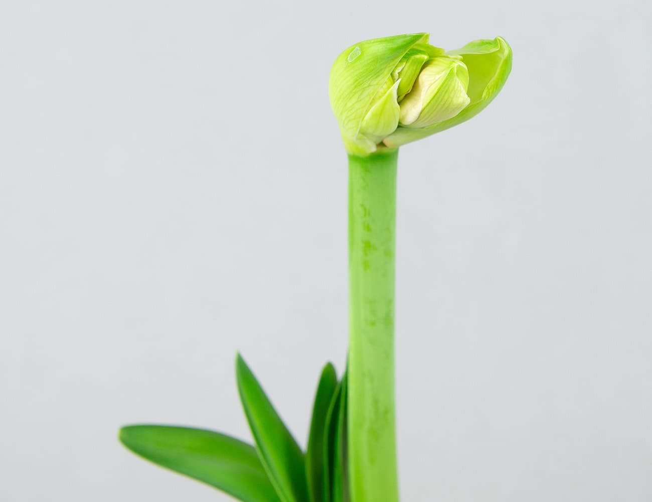 Амариллис микс Ø12