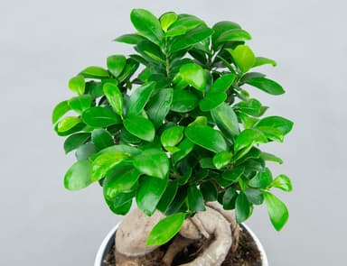Фикус Микрокарпа Ø19