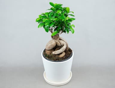 Фикус Микрокарпа Ø19