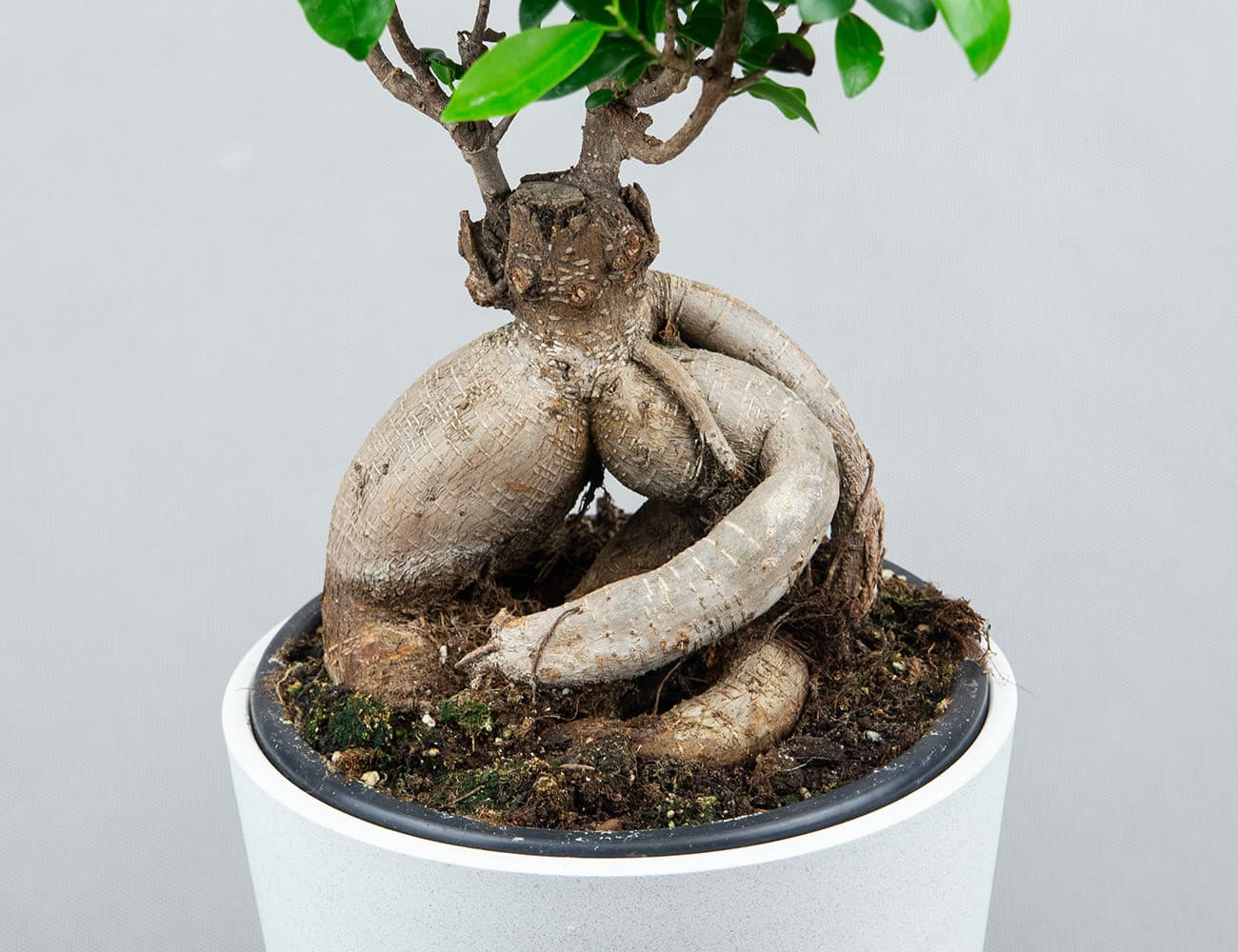Фикус Микрокарпа Ø19