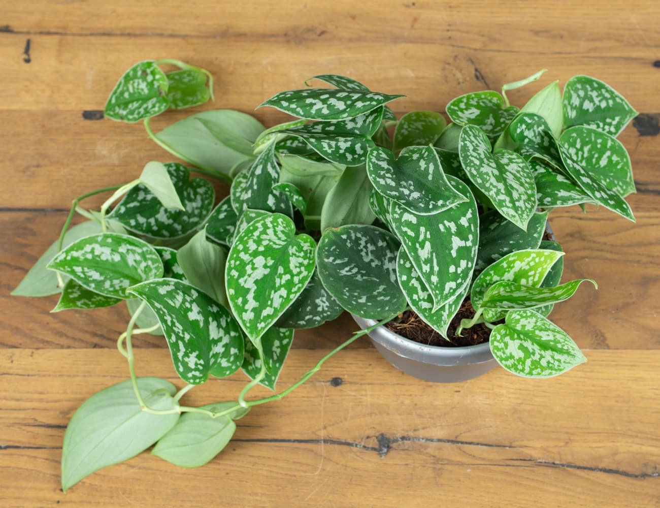 Два Ботаника | Сциндапсус Пиктус Аргиреус