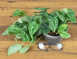 Два Ботаника | Сциндапсус Пиктус Аргиреус