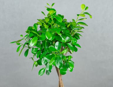 Фикус Мокламе с кроной