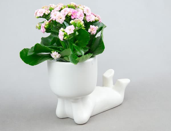 Кашпо Chill Guy