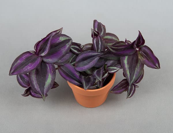 Традесканция Purple Joy Ø6