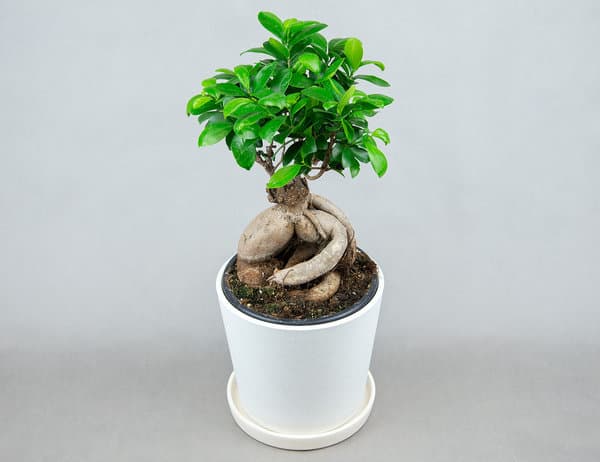 Фикус Микрокарпа Ø19