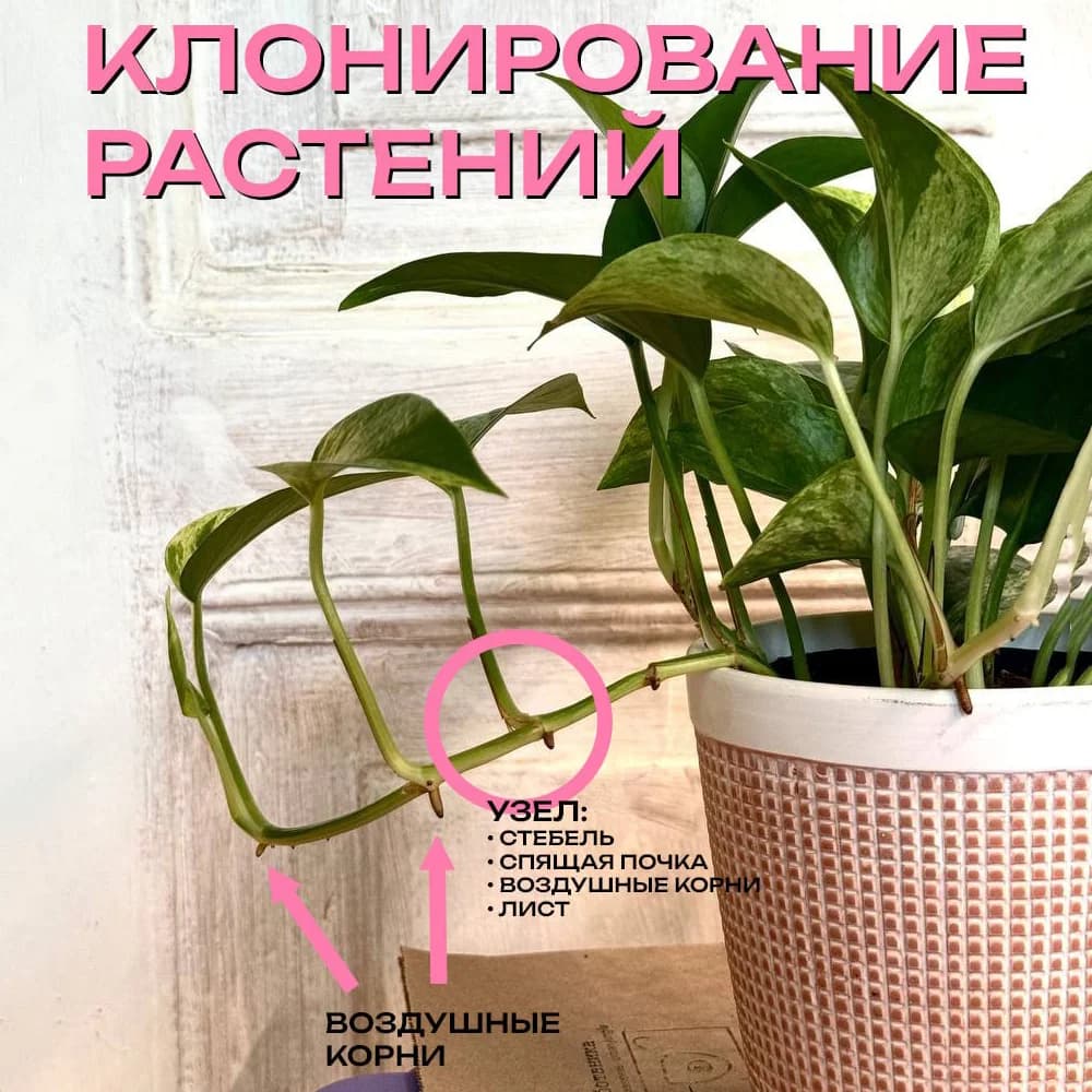 Клонирование растений или размножение черенками