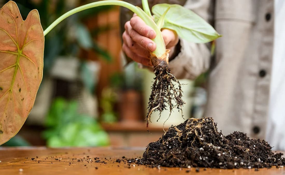 Как правильно выбрать грунт для пересадки алоказий?