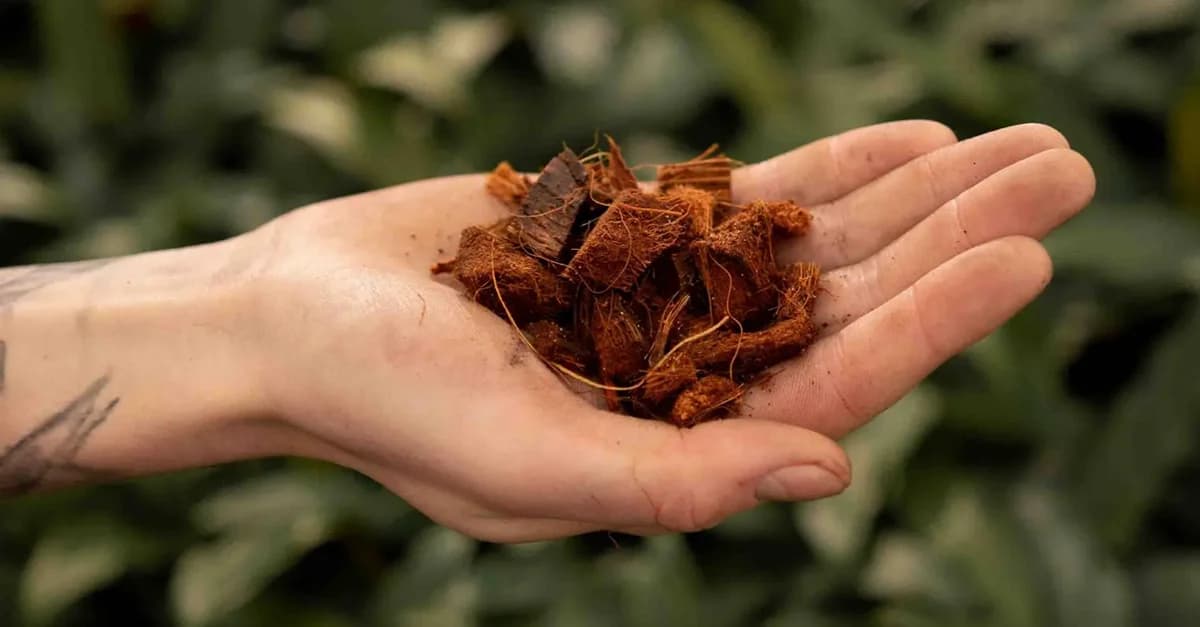 Кокосовые чипсы