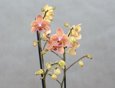Орхидея мультифлора микс