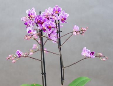 Орхидея мультифлора микс