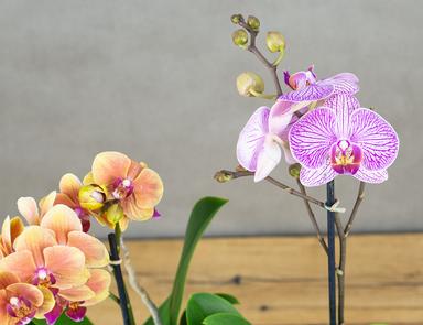 Орхидея Фаленопсис микс