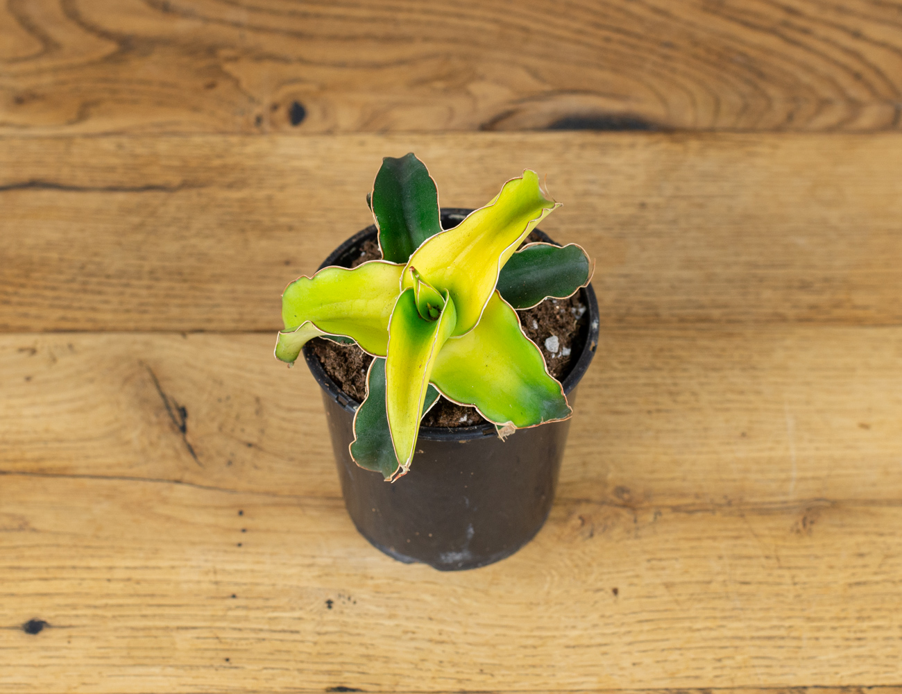 Сансевиерия Стар Канари