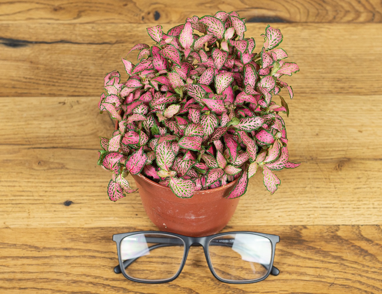 Фиттония Мозаик Пинк Форест Флейм