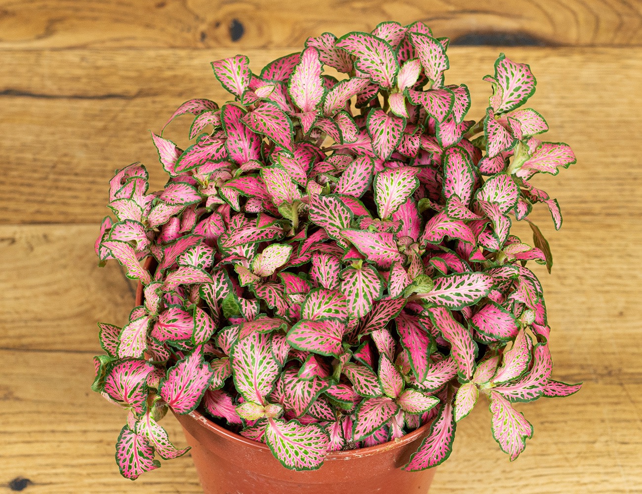 Фиттония Мозаик Пинк Форест Флейм