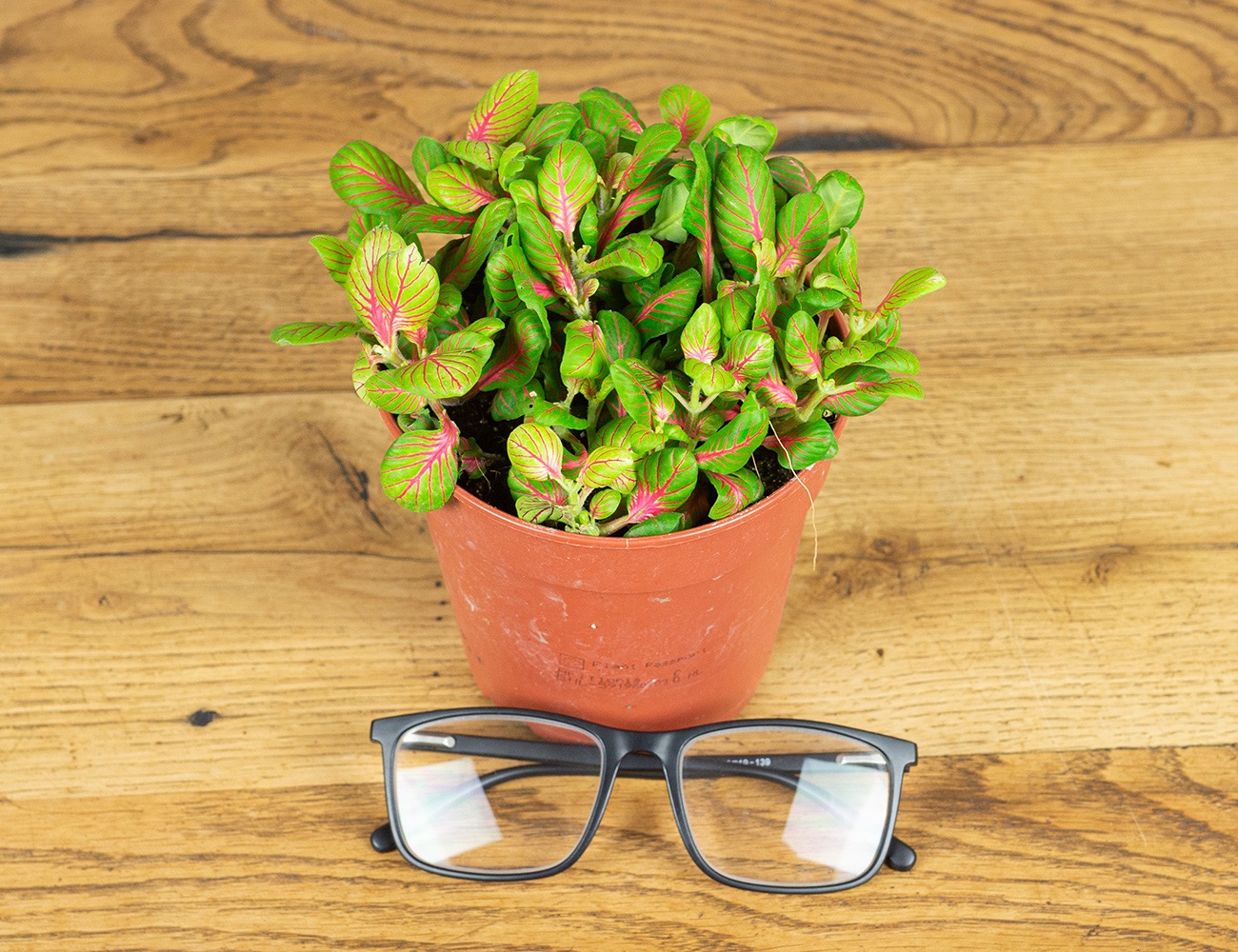 Фиттония Бабл Грин