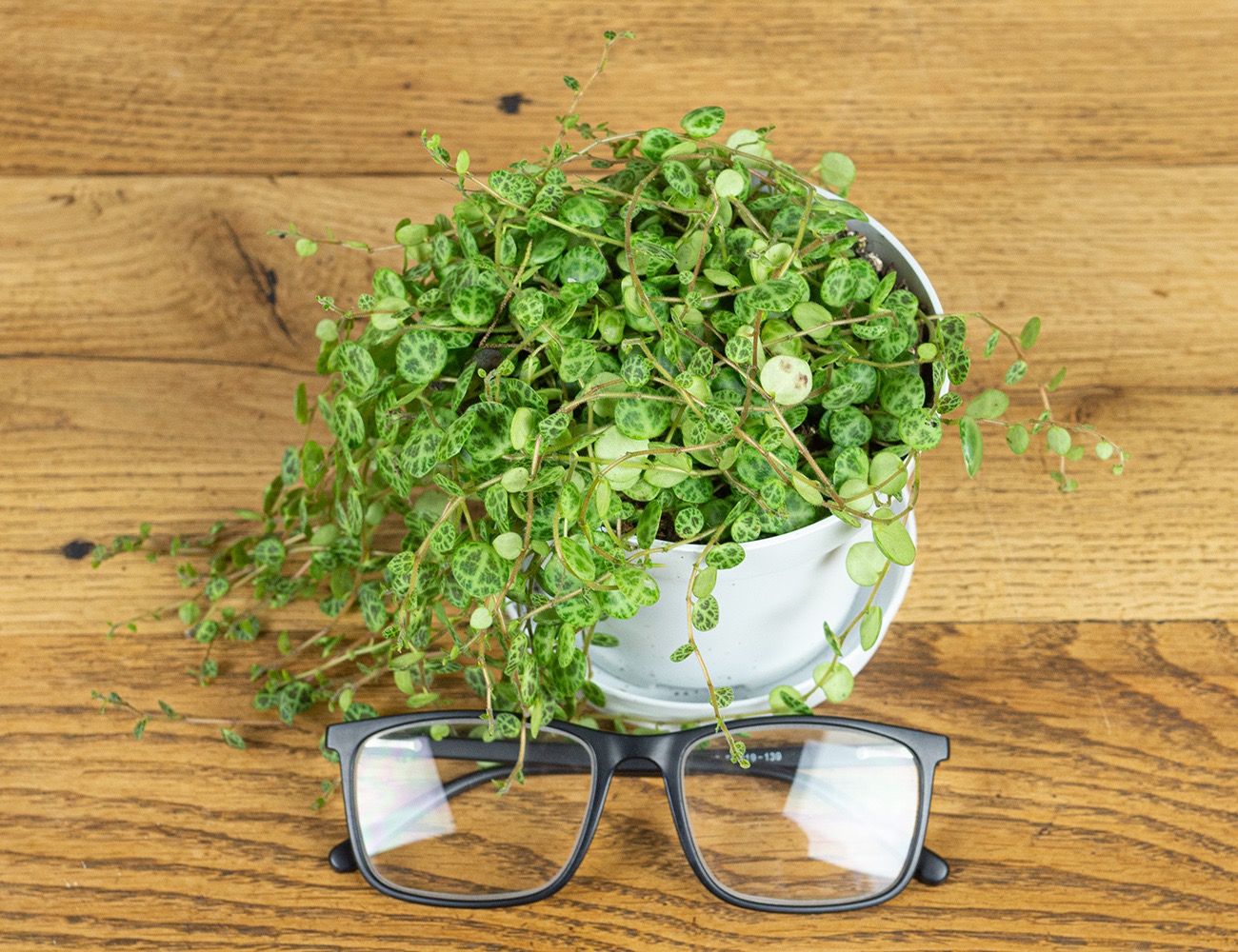 Пеперомия прострата Ø11