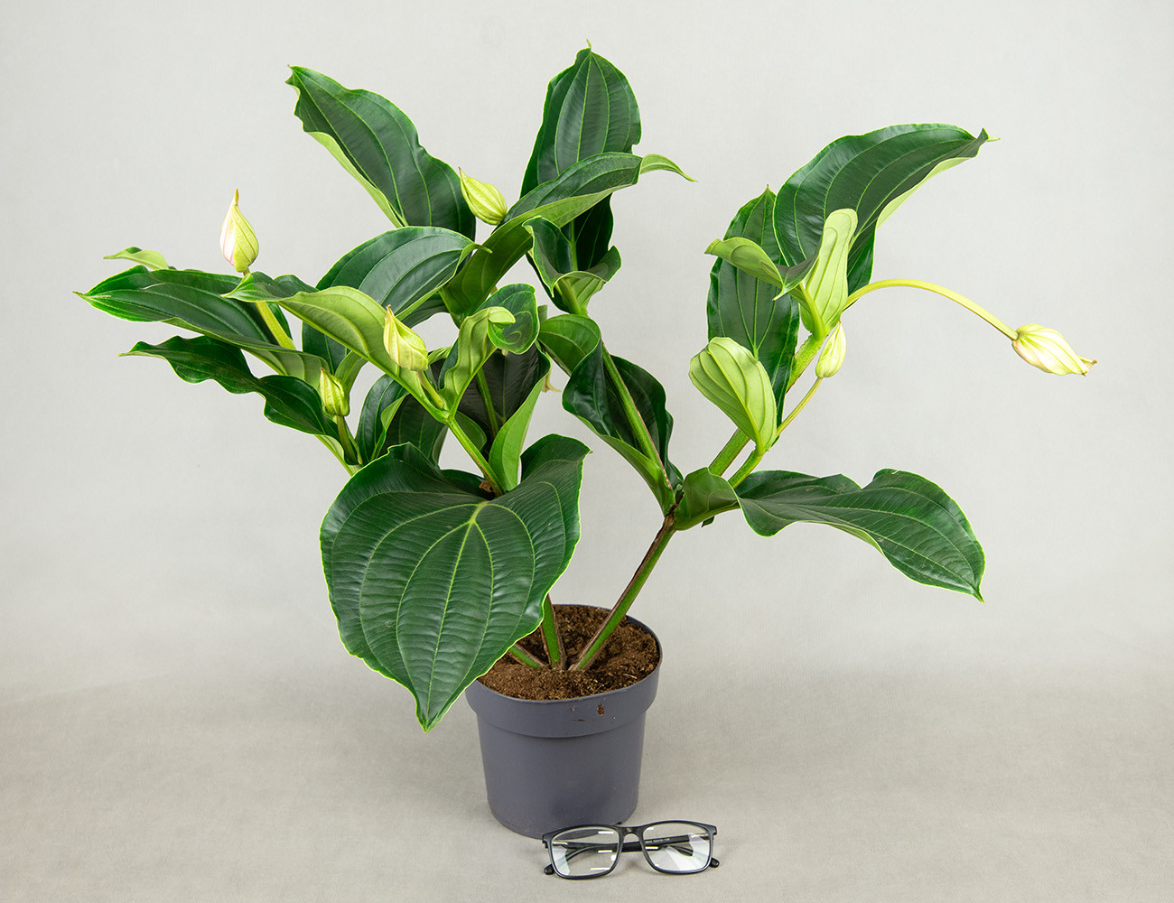 Мединилла прекрасная