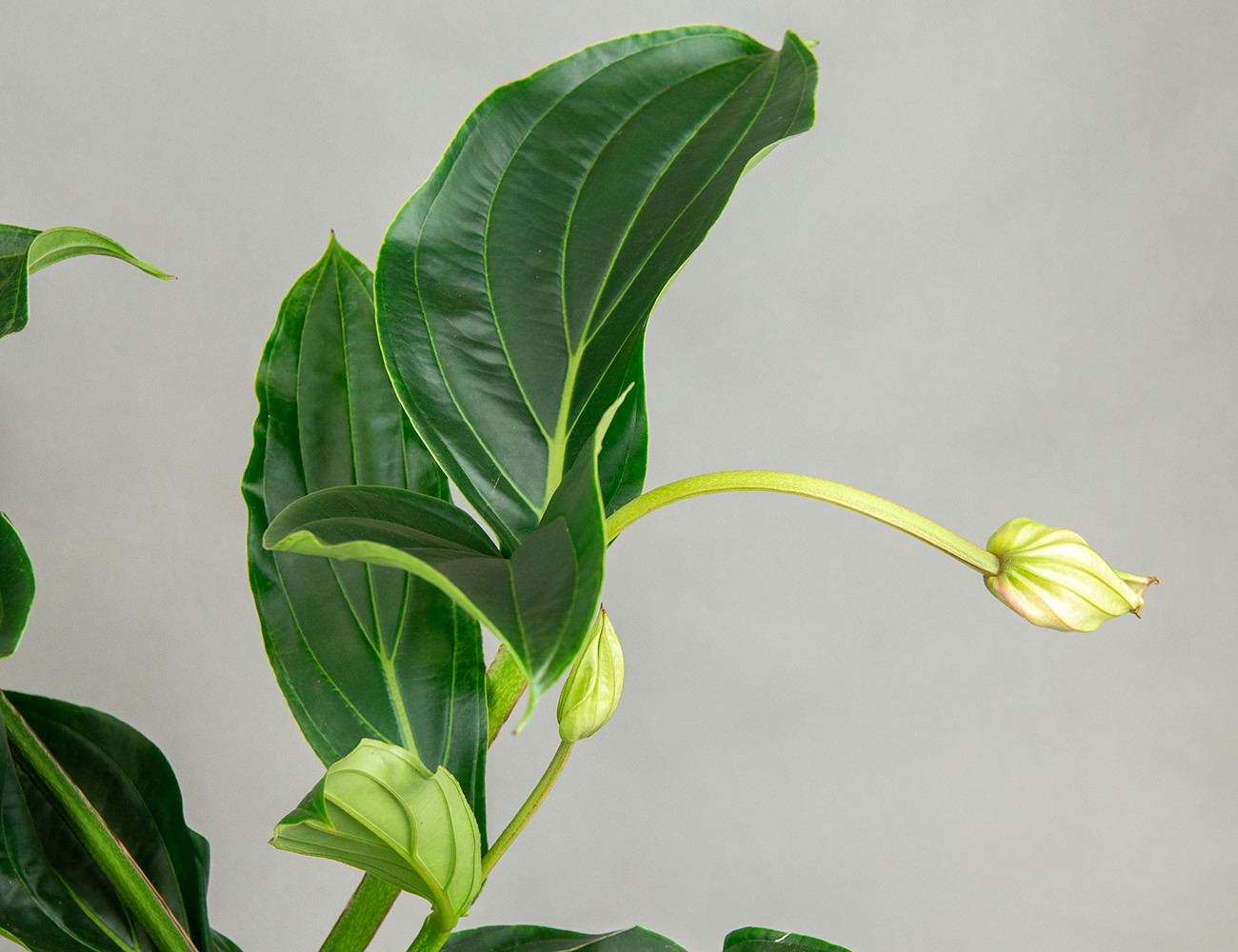 Мединилла прекрасная