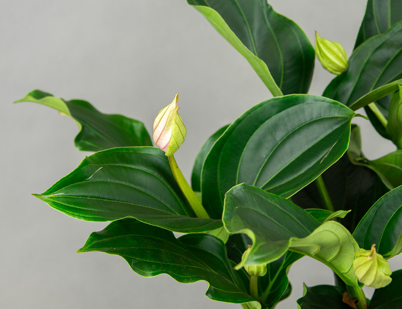 Мединилла прекрасная