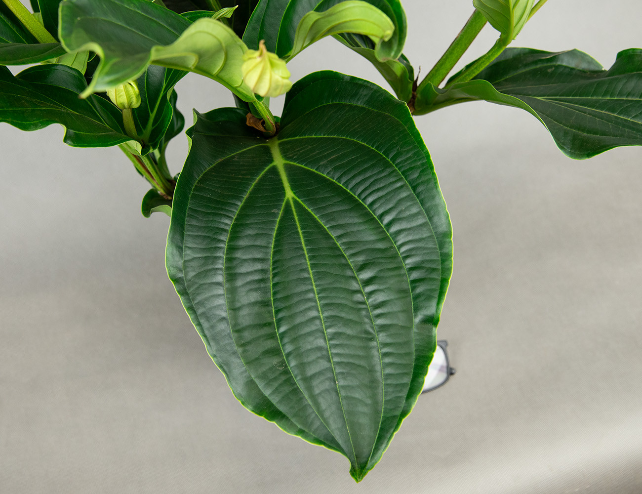 Мединилла прекрасная