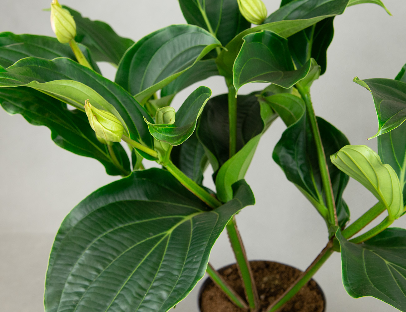 Мединилла прекрасная