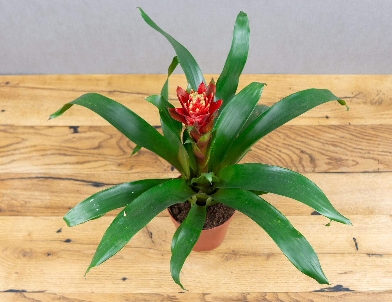 Гузмания Счастье