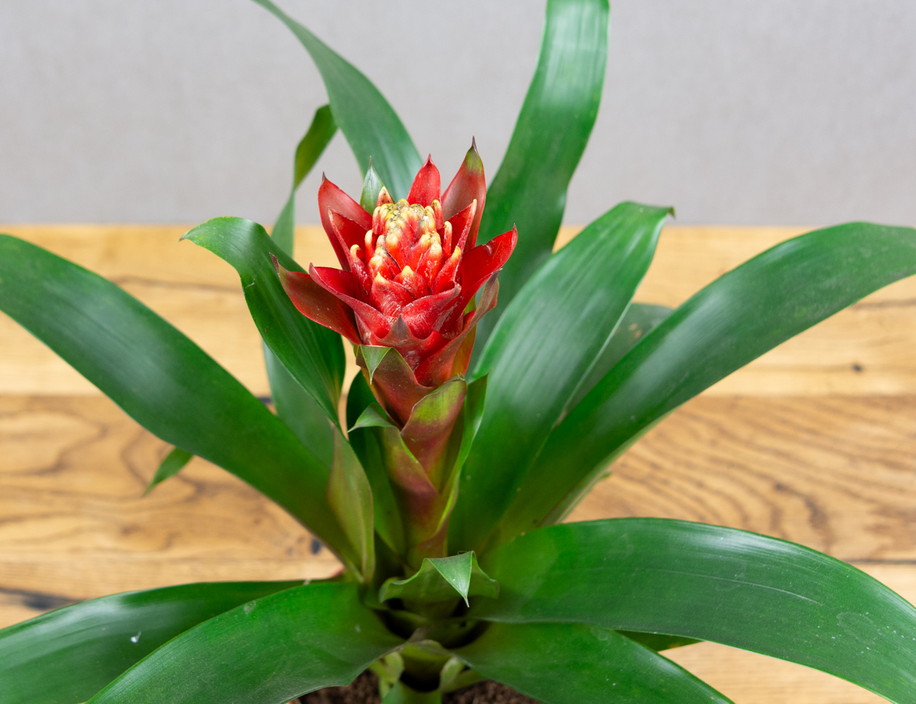 Гузмания Счастье