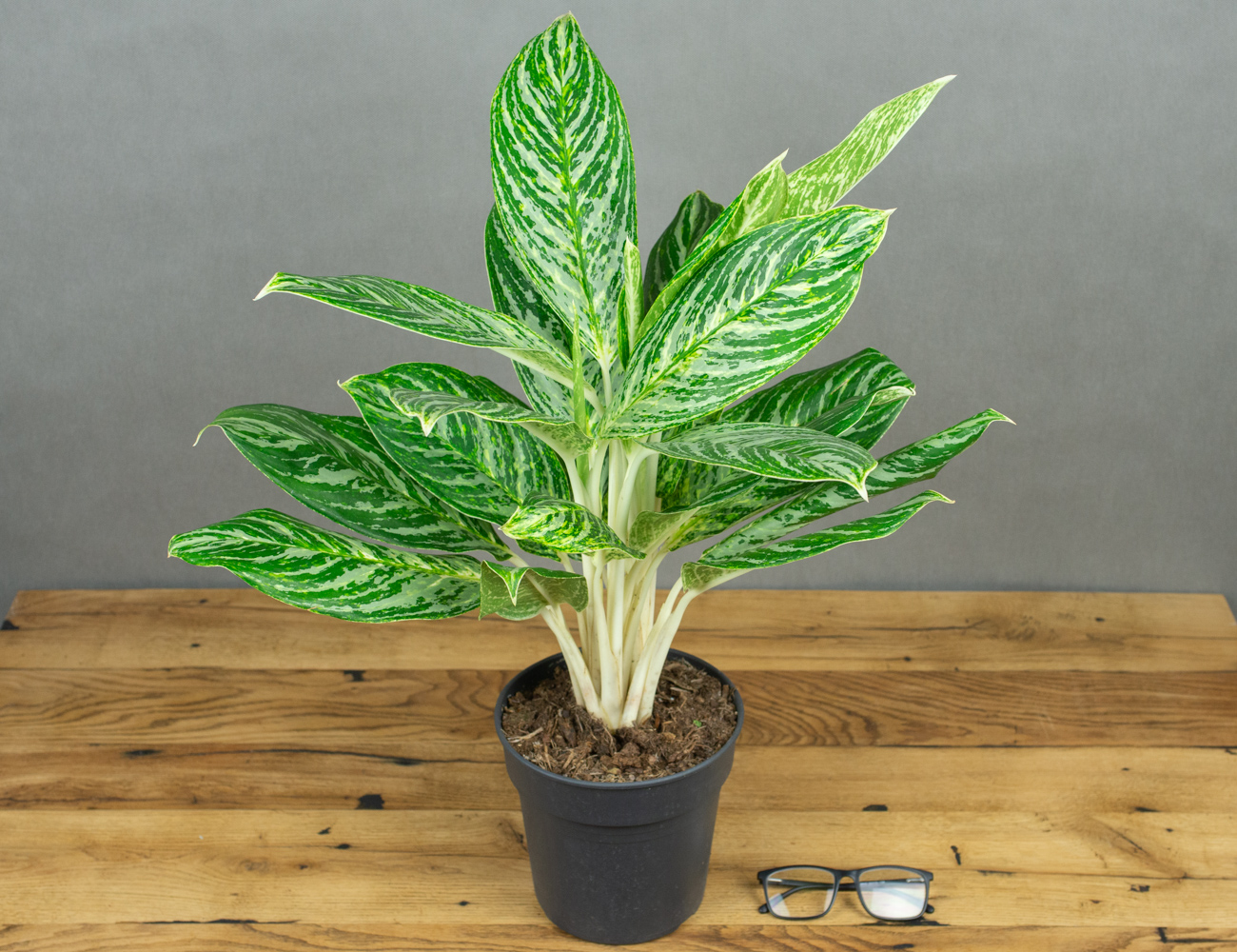 Аглаонема Мадонна