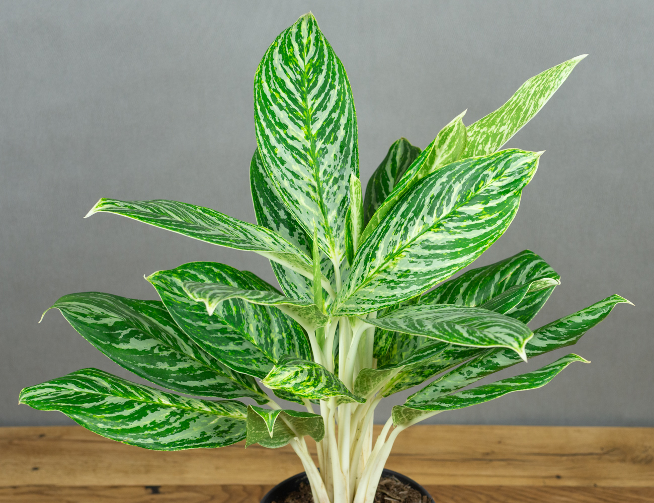 Аглаонема Мадонна