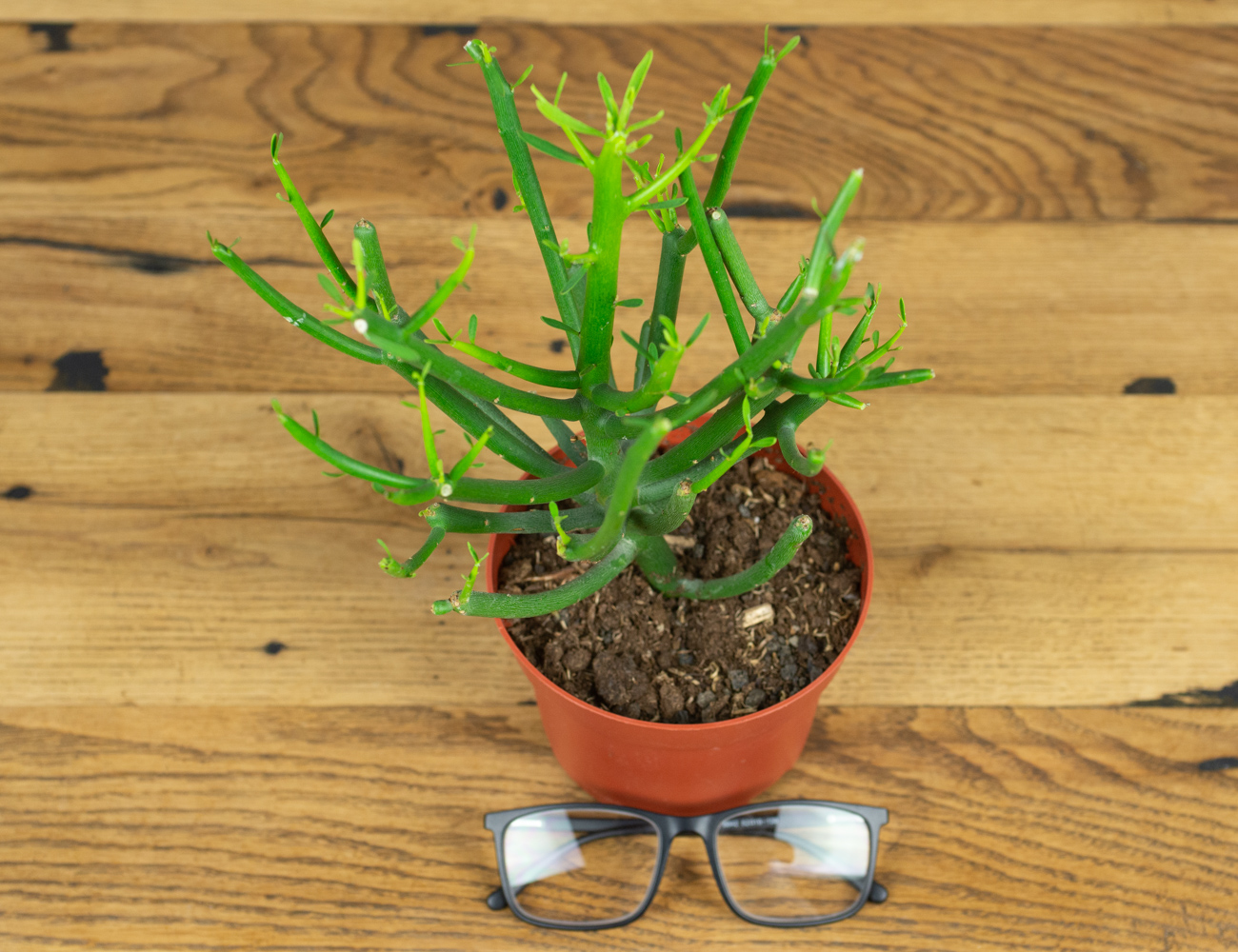 Эуфорбия Тирукалли Ø11