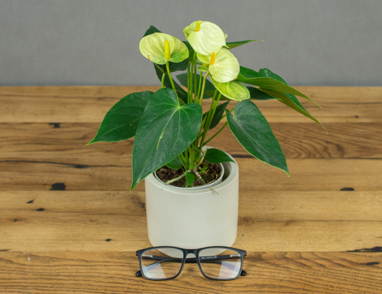 Антуриум Ваниль