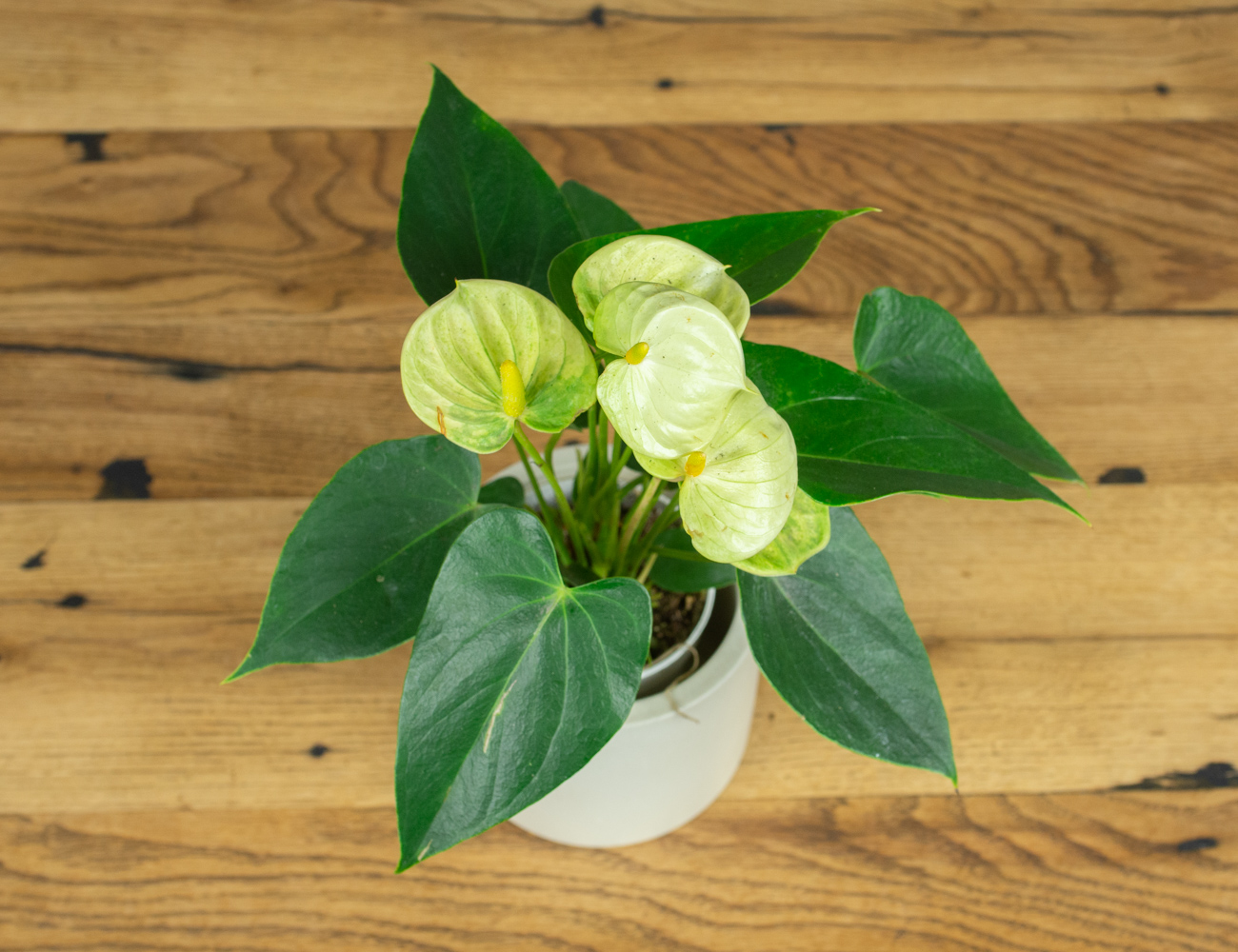 Антуриум Ваниль